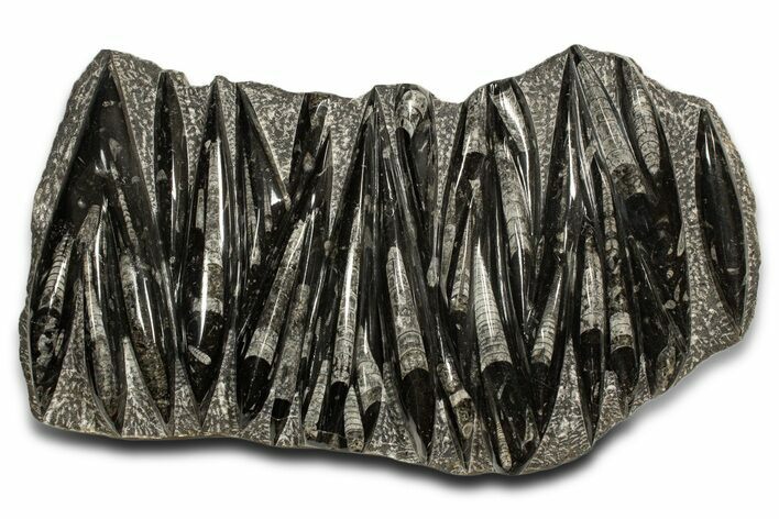 Polished Fossil Orthoceras (Cephalopod) Plate - Morocco #338342